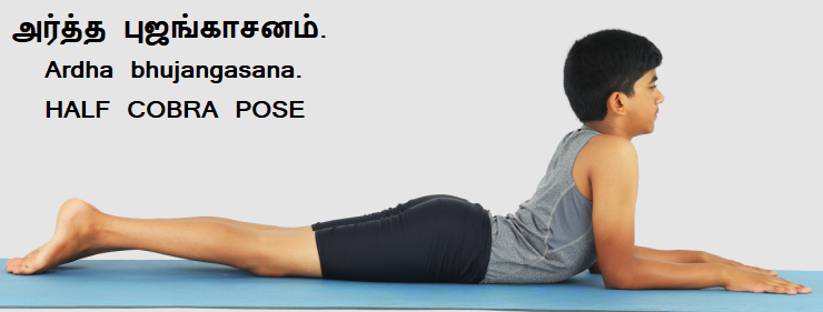 Ardha bhujangasana - Half Cobra Pose.
