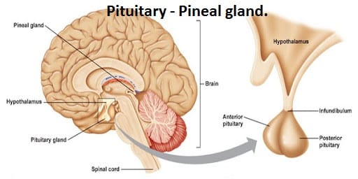 Continue the practice for - Sirasasanam. Pituitary Pineal gland