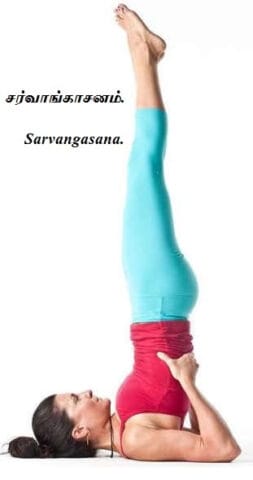 Sarvangasana-Shoulder-Stand-Pose