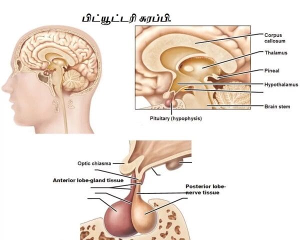 Continue the practice for - Sirasasanam. pituitary gland